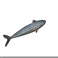 Fresh Mackerel Fish With Striped Back And Silver Body In Natural Form