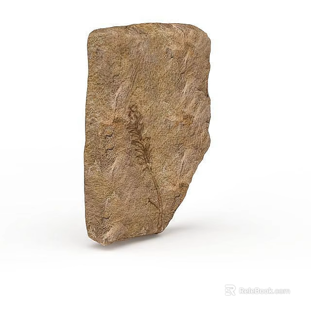 Ancient Garden Landscape Design With Fossil Rock And Plant Imprint Details 3d model 