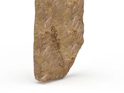 Ancient Garden Landscape Design With Fossil Rock And Plant Imprint Details 3d model