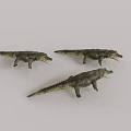 Reptile Crocodile Models With Green Gray Color Textured Skin Open Mouth On Light Background