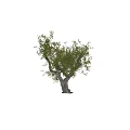 Lush Arbor Tree With Thick Trunk And Green Foliage In Natural Outdoor Scene