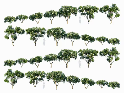 Different Types of Arbor Trees with Various Crown Shapes and Foliage 3d model
