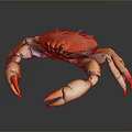 Red Orange Shell Crab With White Claws And Legs Marine Aquatic Animal