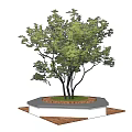 Tree Pit Design For Urban Landscapes With Green Tree And Stone Base Paving
