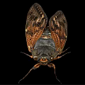 Close Up Of Cicada Flying Insect With Patterned Wings Dark Orange Body On Black Background