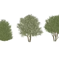 Three Varieties of Arbor Trees with Green Variegated and Dense Foliage