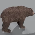 Realistic Brown Bear 3D Render With Detailed Fur And Standing Pose On Gray Background
