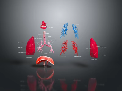 Human Internal Organs Anatomical 3D Model Illustration With Lung Heart And Vascular Structures 3d model