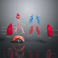 Human Internal Organs Anatomical 3D Model Illustration With Lung Heart And Vascular Structures
