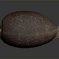 Detailed Biological Organ With Fine Hair Texture And Natural Surface Features