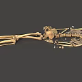 Human Skeleton Limb Bones Anatomical Structure 3D Rendered Detailed Medical Educational Model 3d model