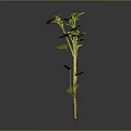 Three Green Plants With Round Leaves And Slender Stems In Growth State