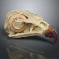 Medical Device Bird Skull Anatomical Model With Textured Surface For Educational Training 3d model
