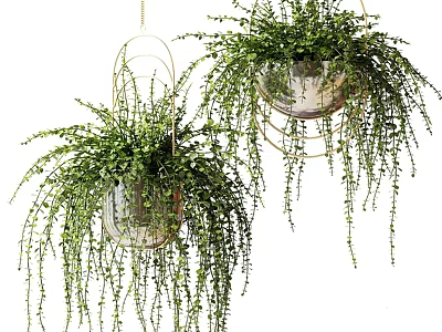 Hanging Basket Plants with Metallic Frames and Trailing Lush Green Leaves for Indoor Decor 3d model