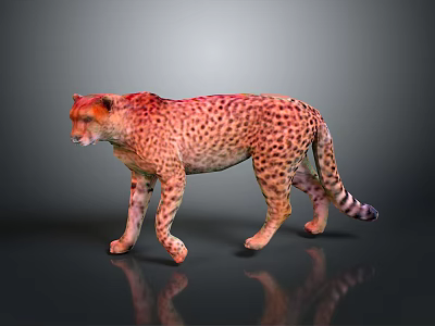 Realistic Cheetah With Spotted Fur Standing Alert On Dark Reflective Surface 3d model