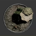Tall Columnar Green Potted Cactus Plant In Dark Pot On Plain Background