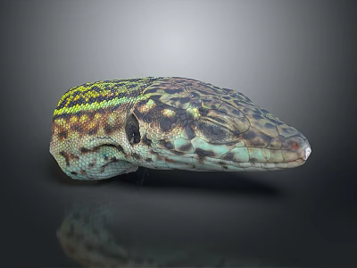 Colorful Lizard Head With Green Yellow Stripes And Detailed Scales Close Up View 3d model