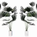 Potted Bonsai Plants With Green Fan Palm Leaves In White Planters For Symmetric Indoor Decor