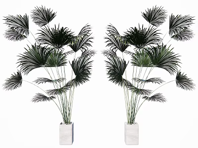 Potted Bonsai Plants With Green Fan Palm Leaves In White Planters For Symmetric Indoor Decor 3d model