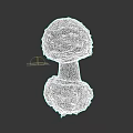 Botanical Illustration of Mushroom with Brown Textured Cap White Stem and Soil Base