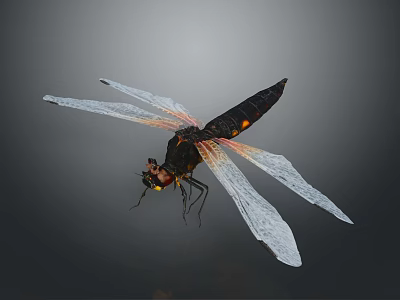 Black Dragonfly With Orange Spots And Transparent Wings On Gray Background 3d model