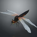 Black Dragonfly With Orange Spots And Transparent Wings On Gray Background