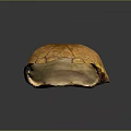 Detailed Anatomical Turtle Shell Organ Structure With Textured Exterior And Smooth Interior
