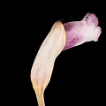 Elegant Purple and White Flower with Curved Petal and Slender Stem on Black Background