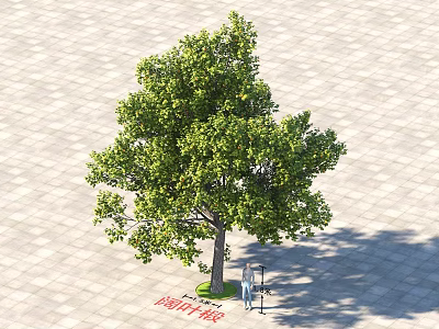Lush Green Arbor With Dense Canopy On Paved Ground And Human Figure Height Diameter Measurement 3d model