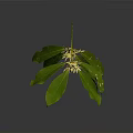 Vibrant Plant with Green Leaves and Yellow Flowers Isolated on Dark Background