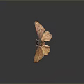 Brown Moth With Textured Spread Wings On Dark Gradient Background