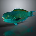 Vibrant Green And Blue Tropical Fish With Open Mouth And Iridescent Scales