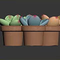 Colorful Succulent Plants in Terracotta Pots with Pink Tipped Petals