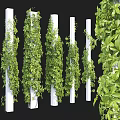 Lush Green Vines Climbing On White Pillars With Fresh Leaves