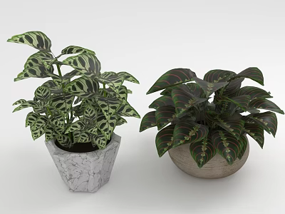 Indoor Green White Red Variegated Leaf Plants In Geometric And Ceramic Planters 3d model