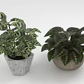 Indoor Green White Red Variegated Leaf Plants In Geometric And Ceramic Planters