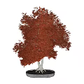 Bonsai Tree With Red Leaves And White Roots In Round Pot