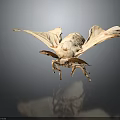 Delicate Pale Moth With Transparent Spread Wings On Dark Background Surface 3d model