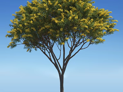 Tall Tree With Yellow Blossoms And Slender Branches Against Blue Sky 3d model