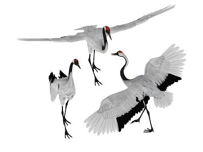 Modern Crane Red-crowned Crane 3d model