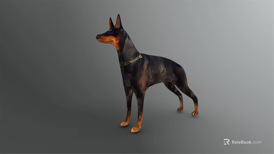 Doberman Pinscher Dog in Standing Pose with Black and Tan Coat and Leather Collar 3d model 