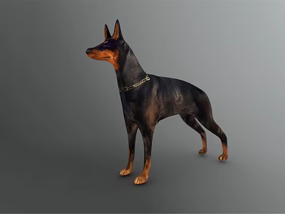 Doberman Pinscher Dog in Standing Pose with Black and Tan Coat and Leather Collar 3d model
