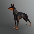 Doberman Pinscher Dog in Standing Pose with Black and Tan Coat and Leather Collar