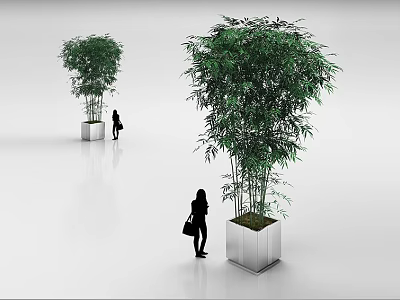 Large Potted Bamboo Plant in White Square Planter with Human Silhouette 3d model