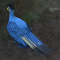Blue Bird with Black Crested Head Yellow Beak Red Facial Patch Standing on Green Grass