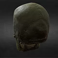 Medical Skull Model As Essential Tool For Anatomical Teaching And Healthcare Training