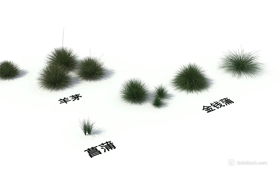 Ornamental Grasses Collection Featuring Festuca Acorus Gramineus and Calamus Varieties 3d model 