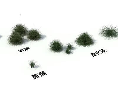 Ornamental Grasses Collection Featuring Festuca Acorus Gramineus and Calamus Varieties 3d model