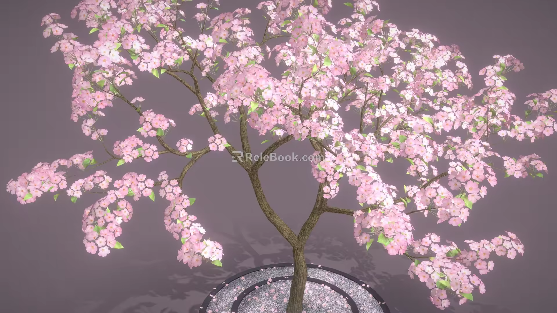 Sakura Tree Sakura Tree Cartoon Tree Cartoon Flower 3d model