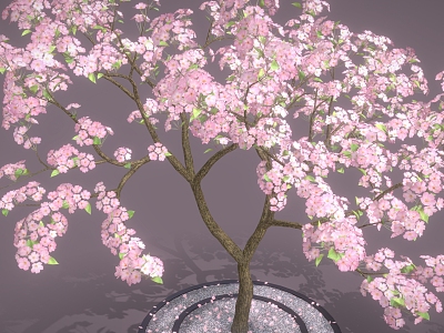 Sakura Tree Sakura Tree Cartoon Tree Cartoon Flower 3d model